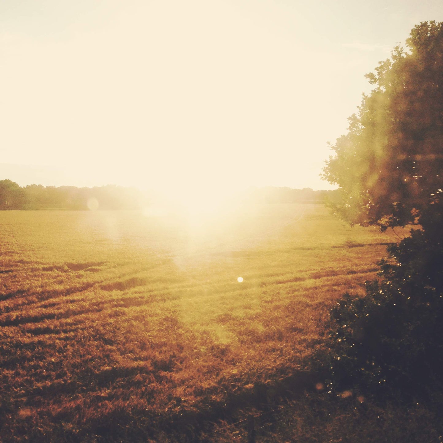 Wheat fields, yelps of glee and gulps of tea